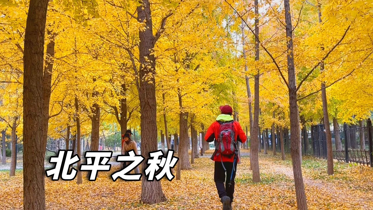 北京赏秋秘境之地～～玉泉山下的世外桃源，少为人知的地方【行走世界的北京老刘】