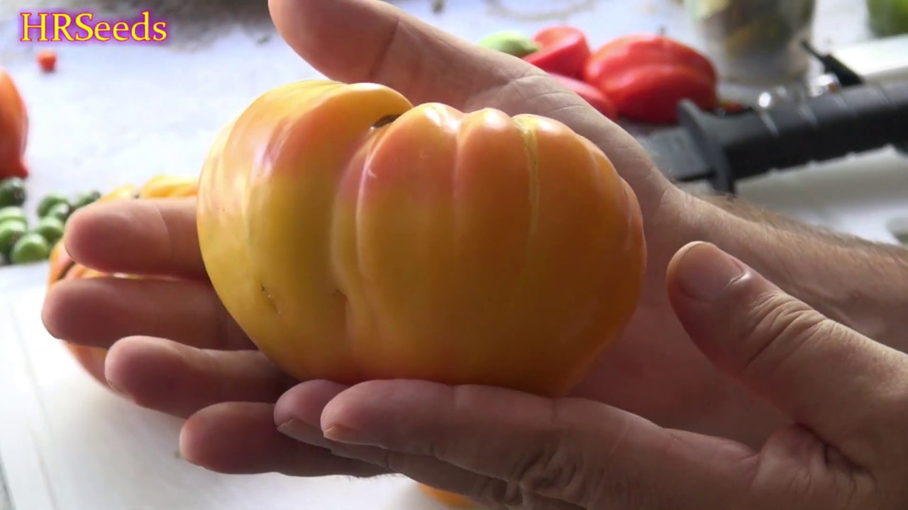 ⟹ Virginia Sweet Tomato | Solanum lycopersicum | Tomato Review