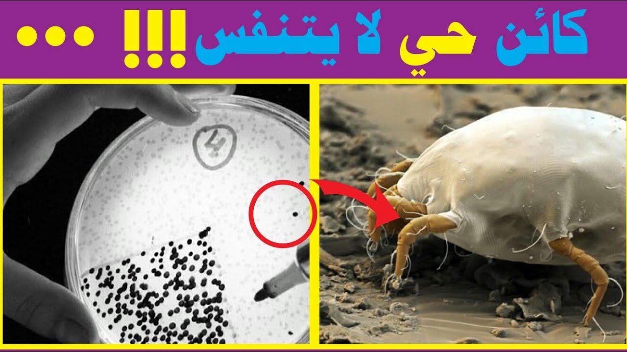إكتشاف أول كائن حي لا يحتاج إلى لأكسجين ((كيف يعيش هذا الكائن....؟؟))