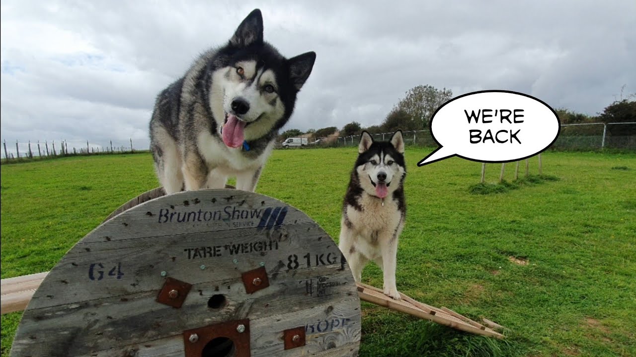 Dog goes on Road Trip to reunite with Best Friend K'eyush