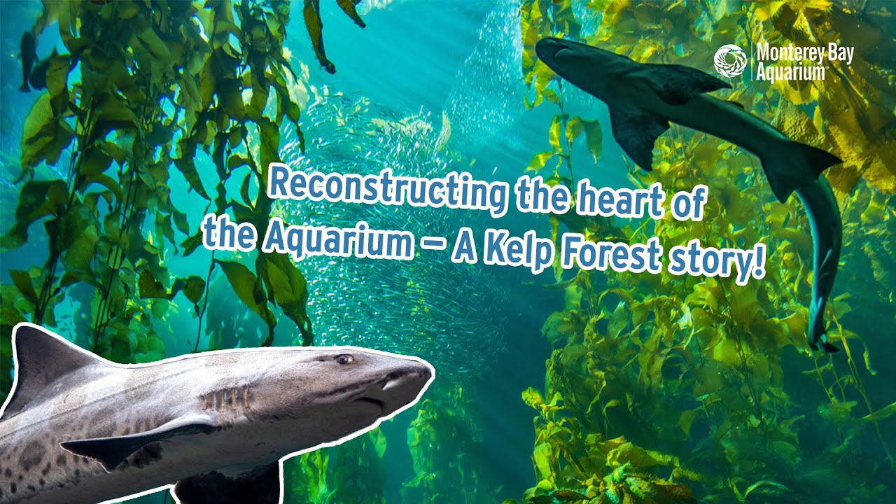 Reconstructing the heart of the Aquarium &mdash; A Kelp Forest story
