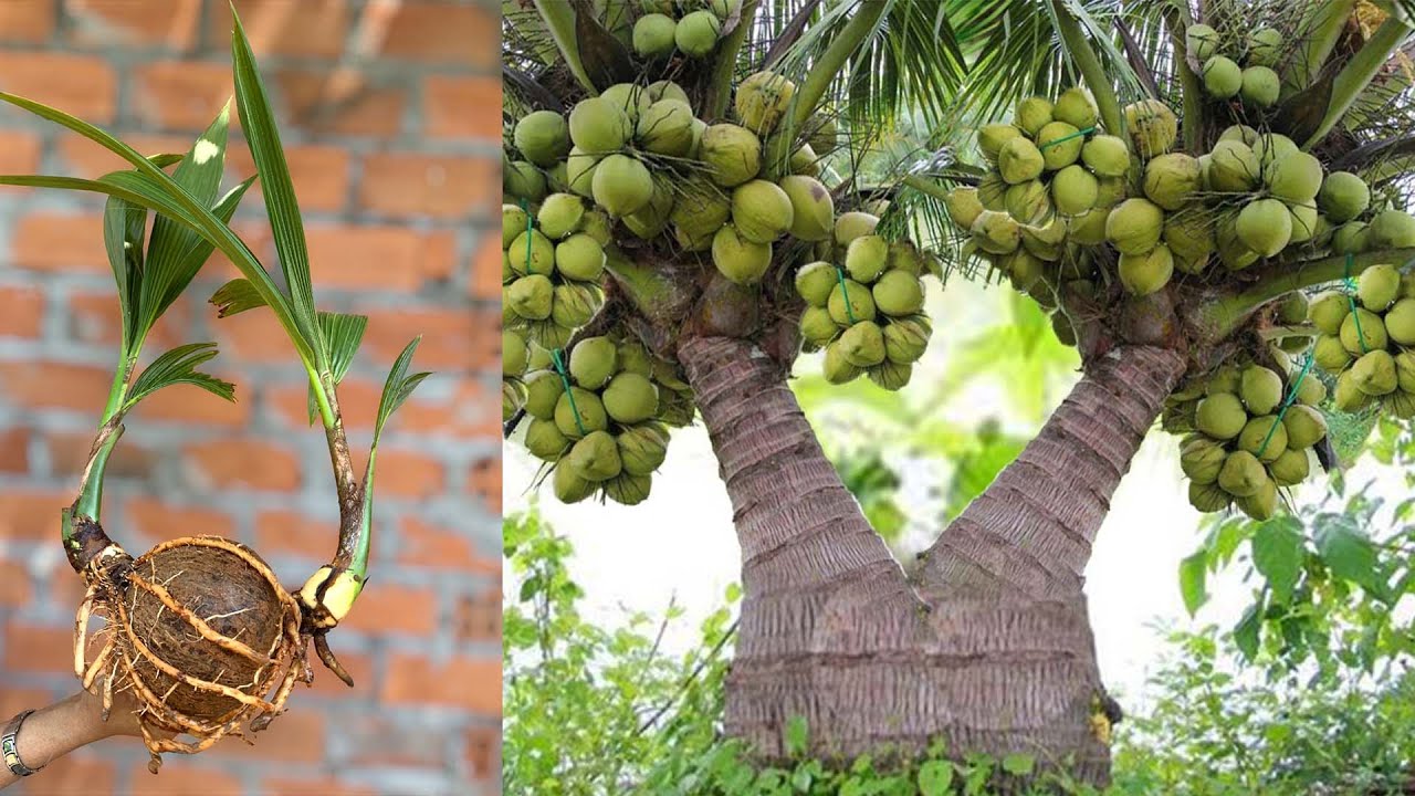 Discover How Grafting Coconut Trees Can Work Wonders