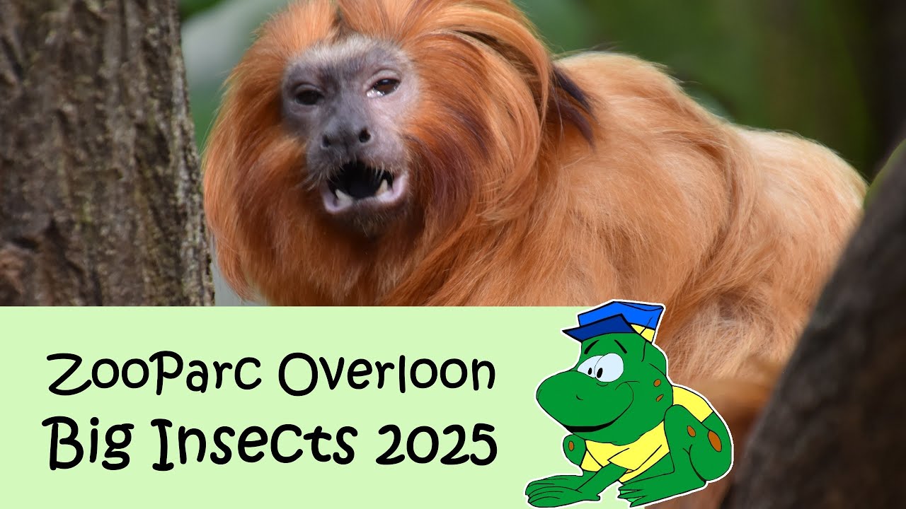 ZooParc Overloon, voorjaar 2025, Big Insects!