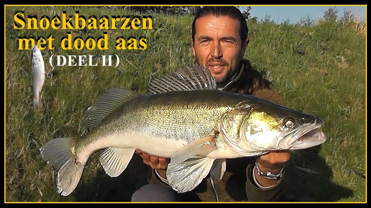 SNOEKBAARS VISSEN met DOODAAS ( deel II ) - HOE te vissen met DOOD AAS op GROTE SNOEKBAARZEN #97