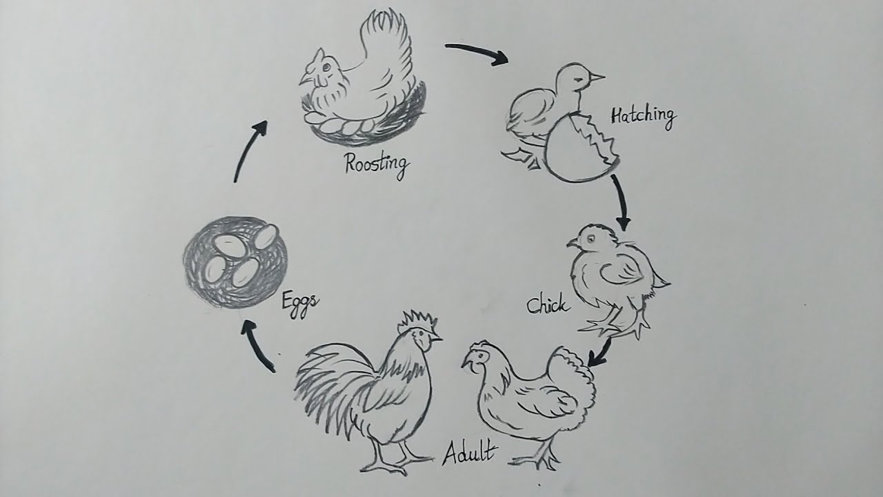 Life Cycle of A Chicken// easy drawing of rooster//Pencil Drawing of chick