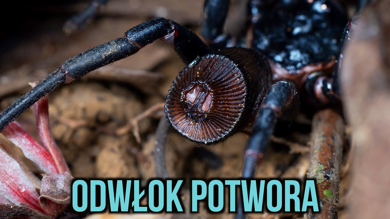 Znalazłem PRAWDZIWEGO POTWORA 🤯🇻🇳 Cuc Phuong