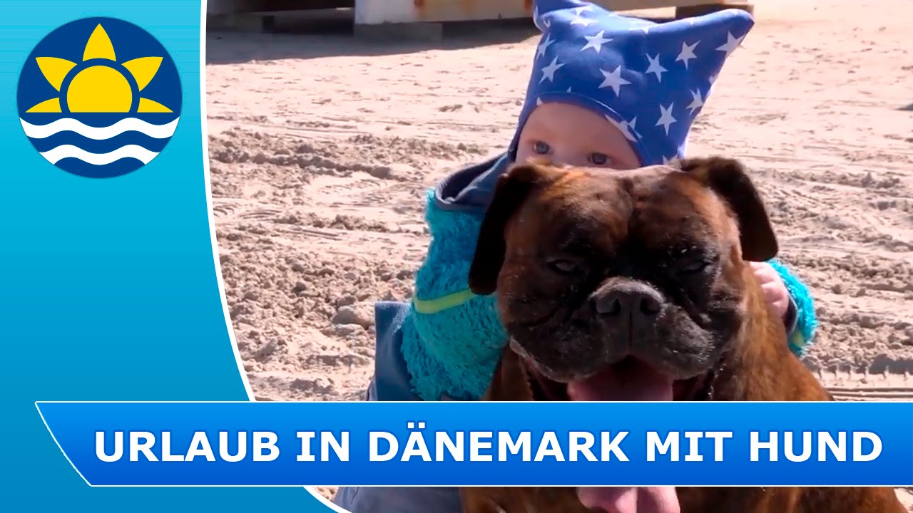 Erholsamer Urlaub mit Hund in einem Ferienhaus mit Hund in D&auml;nemark