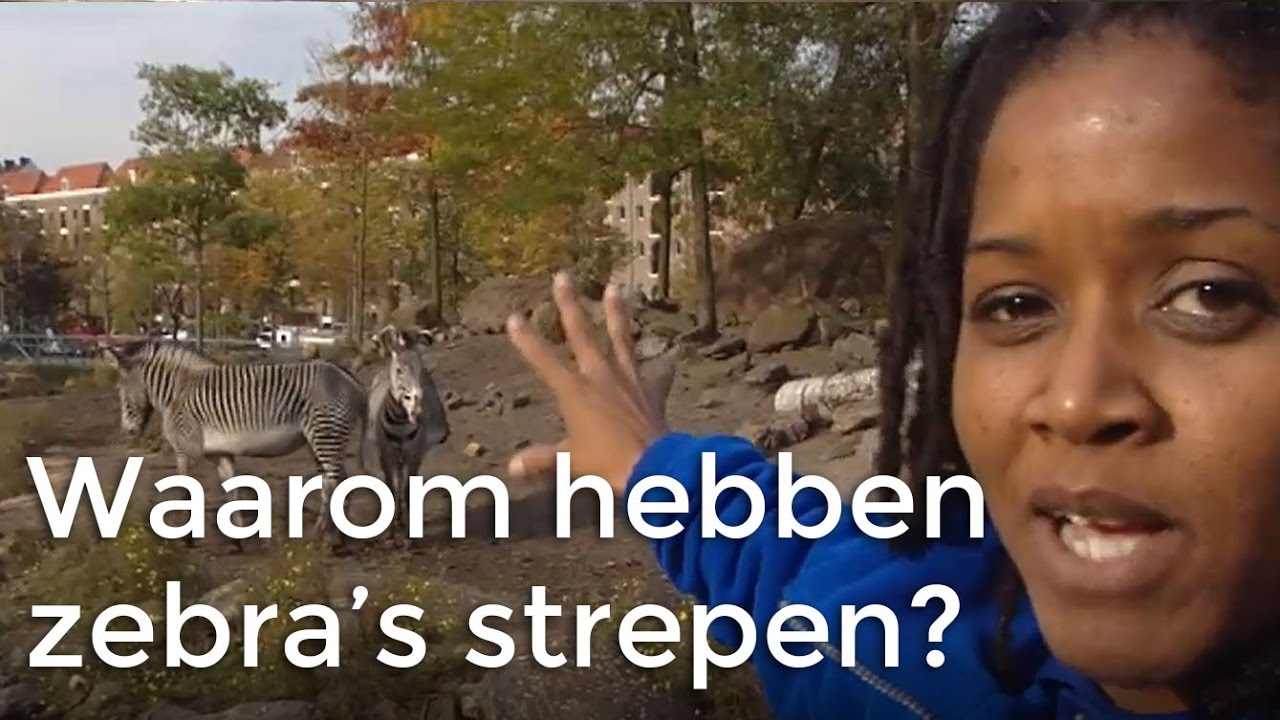 Waarom hebben zebra's strepen? | Vragen van Kinderen |  Het Klokhuis