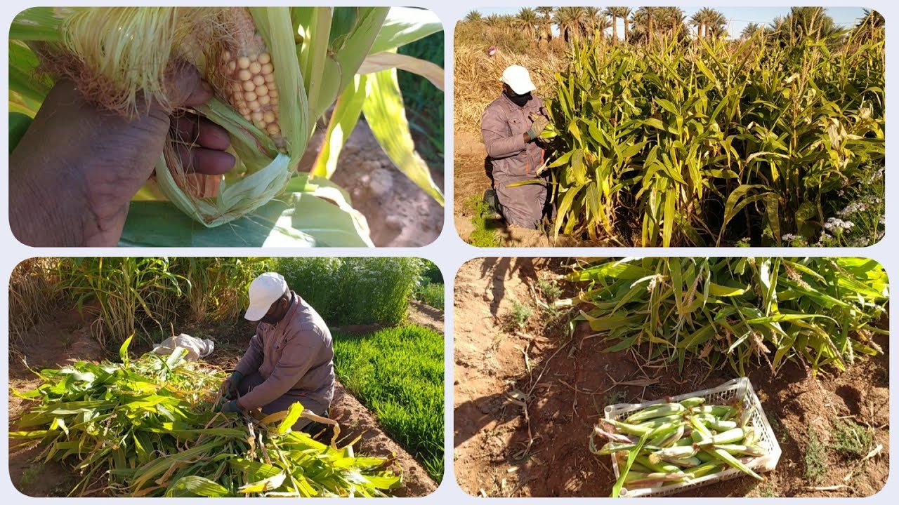 حين تعطي الصحراء خيرها 🌿 | حصاد الذرة الخضراء وعلف المواشي 🐄🌽 