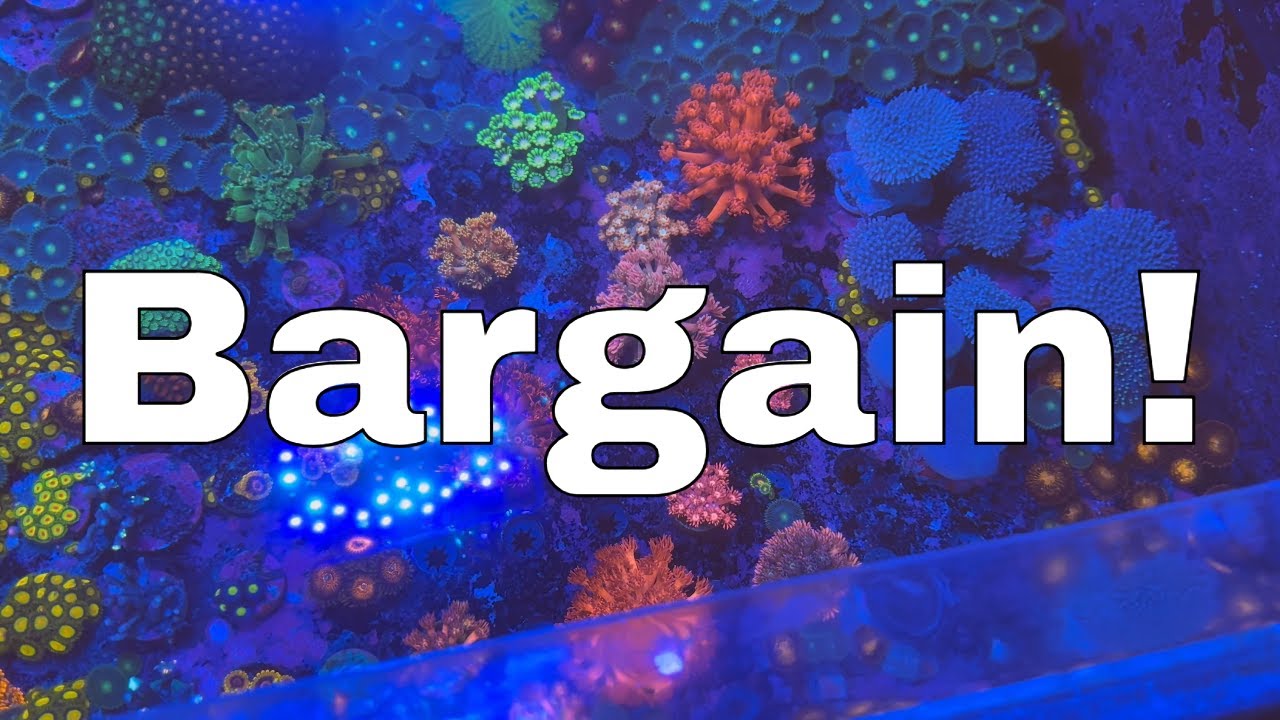 Watch This If You Like Cheap Coral!