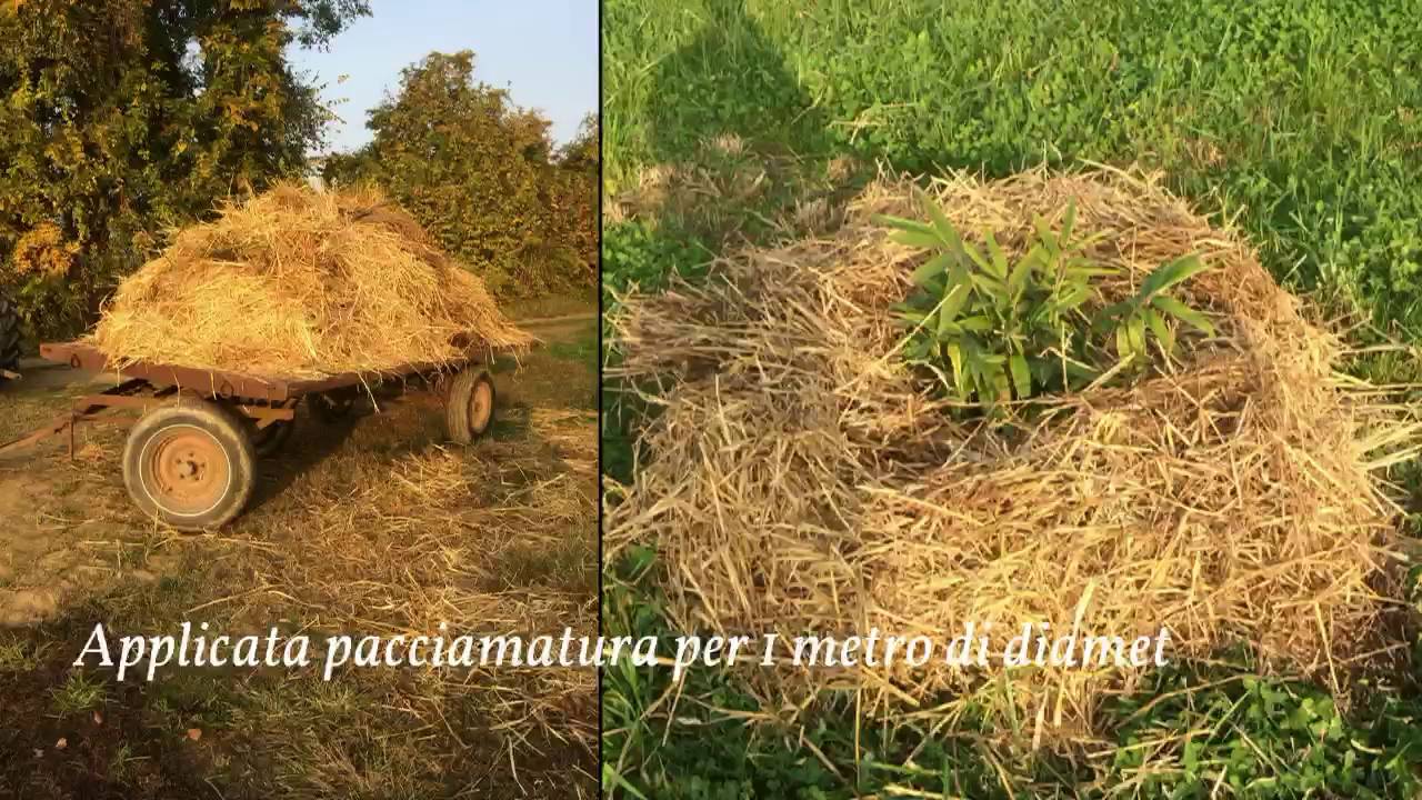 Agribambù: Impianto di Bambù gigante a Cremona
