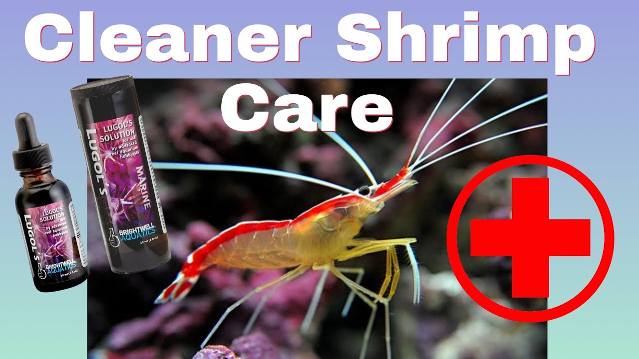 Cleaner Shrimp (How To Care For Cleaner Shrimp) Parasite Control In Your Reef Tank