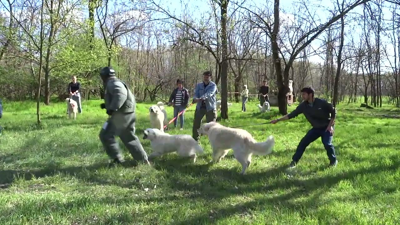 Összetett Falkateszt, 8. Gyémánt Kuvasz Kupa