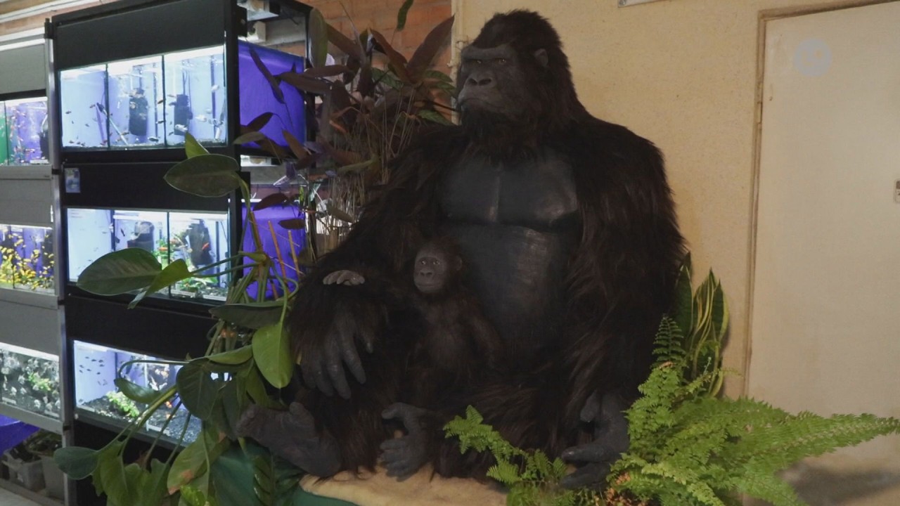 The gorilla won't end up in a museum after all? A surprising idea for the city center | LOKALNA.TV