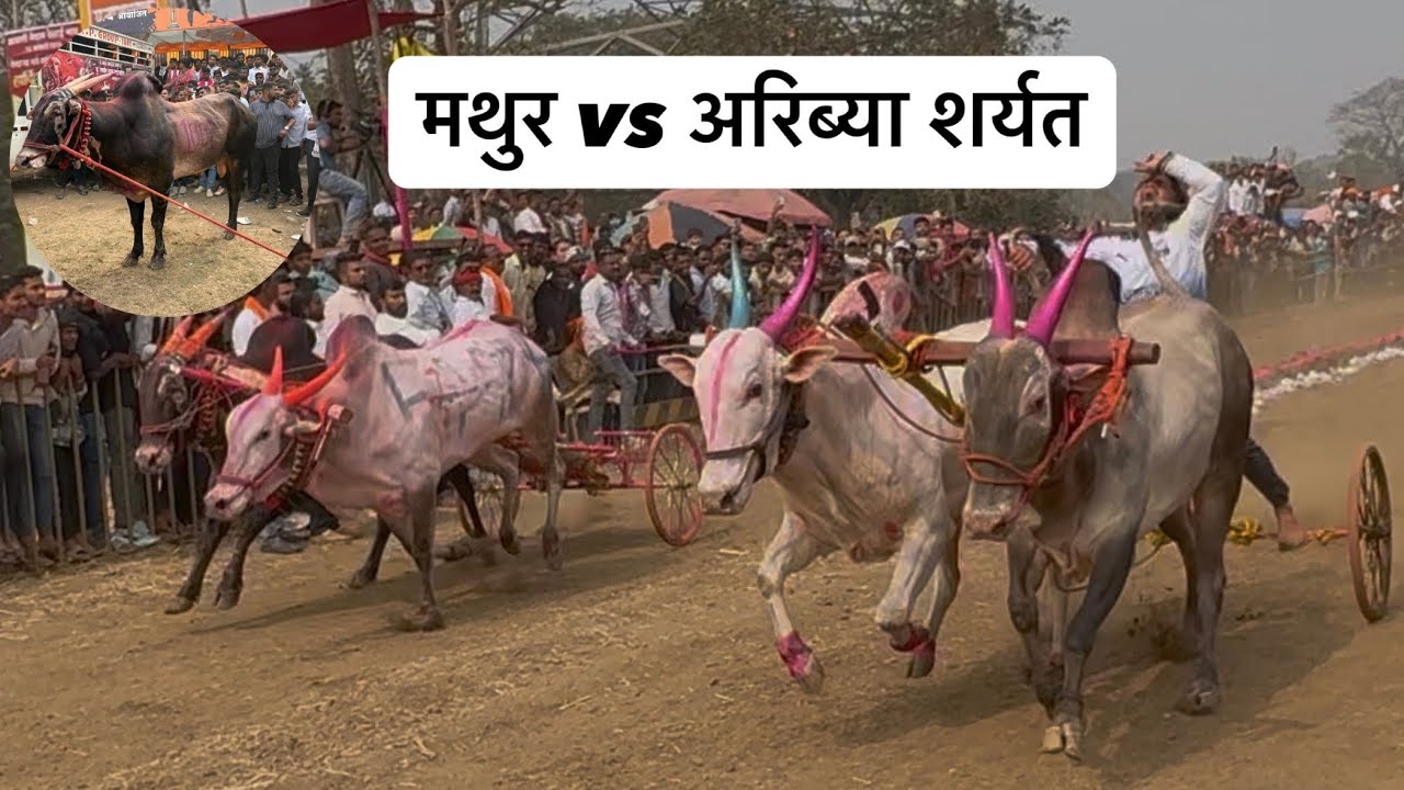 मथुर vs अरिब्या शर्यत