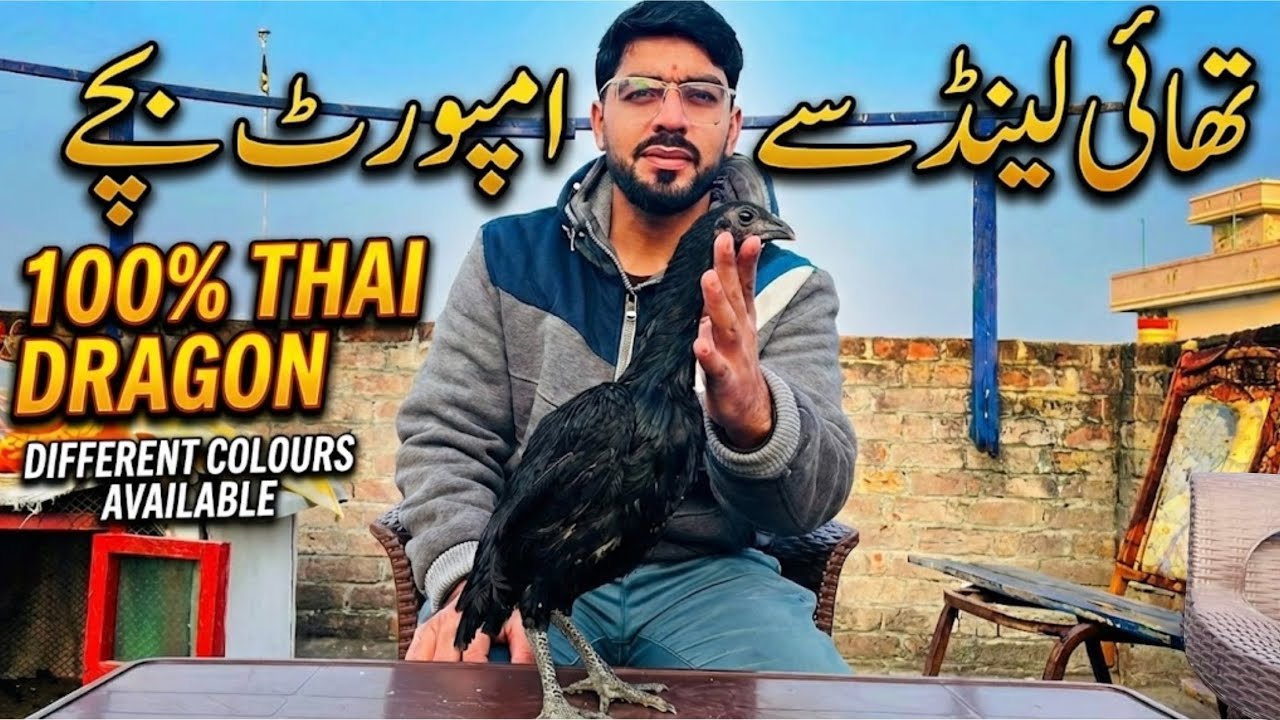 Thailand ke imported thai dragon bache  |BACHY available hain |bhot hi kamal ki breed hai /