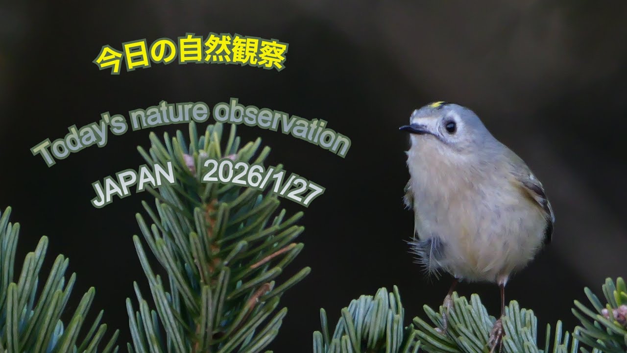 今日の自然観察　Today's nature observation　JAPAN  2026/1/27