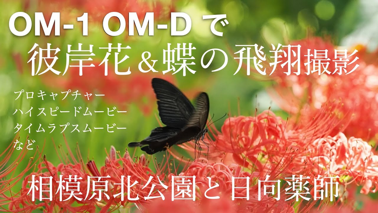 OM-1／OM-Dで彼岸花＆蝶の飛翔撮影　相模原北公園と日向薬師