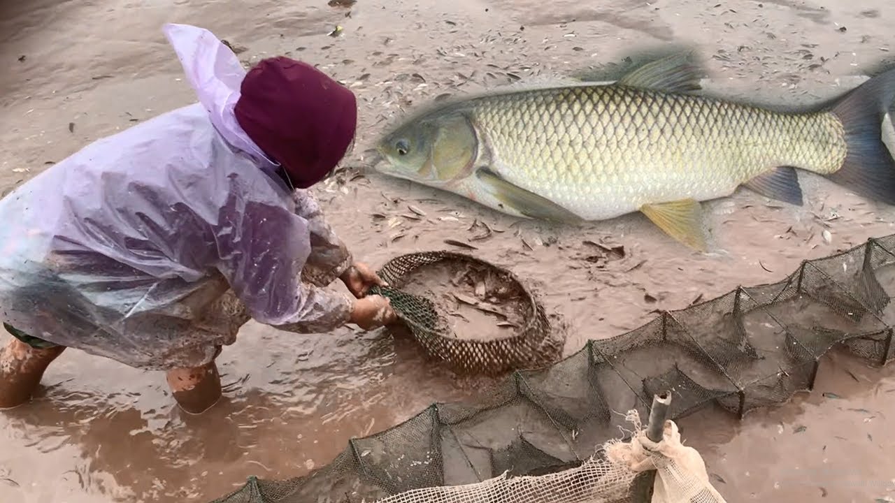 Sau trận lụt lớn Đặc sản tràn trề, bắt cá trắng đồng sướng mắt thật sự * Phần Cuối