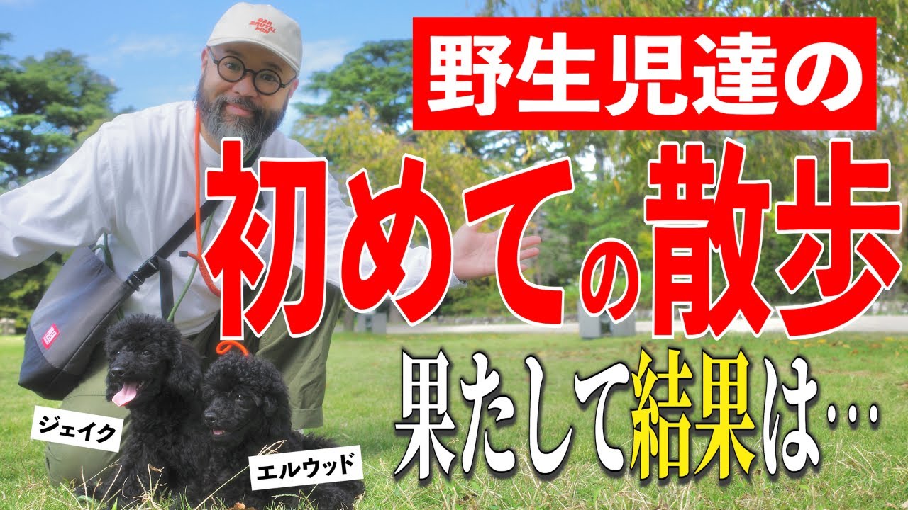 生後４ヶ月の子犬が散歩できるのかチャレンジしてみた