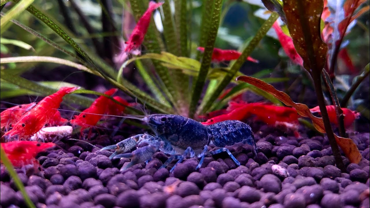 Mexican Dwarf “Blue” Crayfish