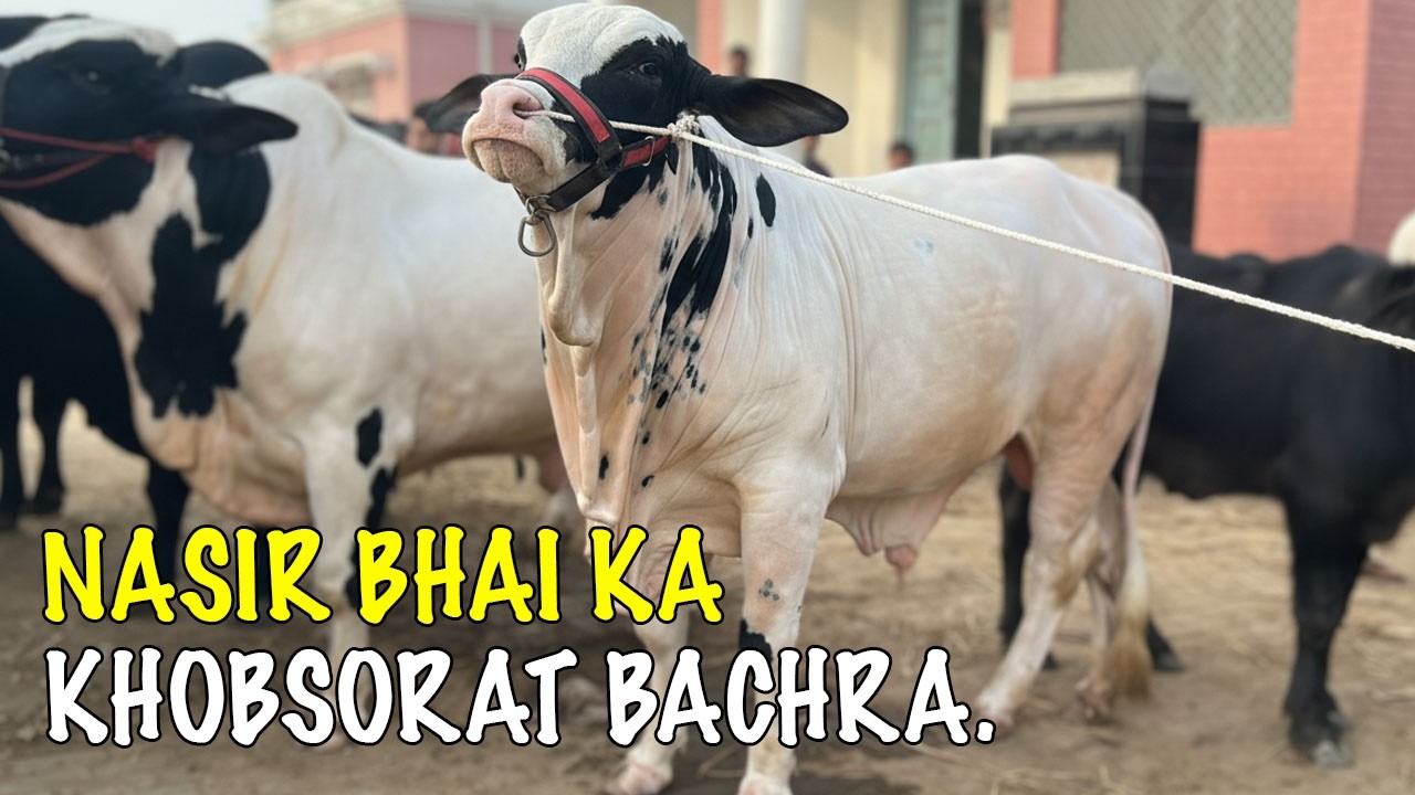 MULTAN COW MANDI Main NASIR Laya Sub Say HEAVY Behtreen GULABI Bachra @SSTvs​