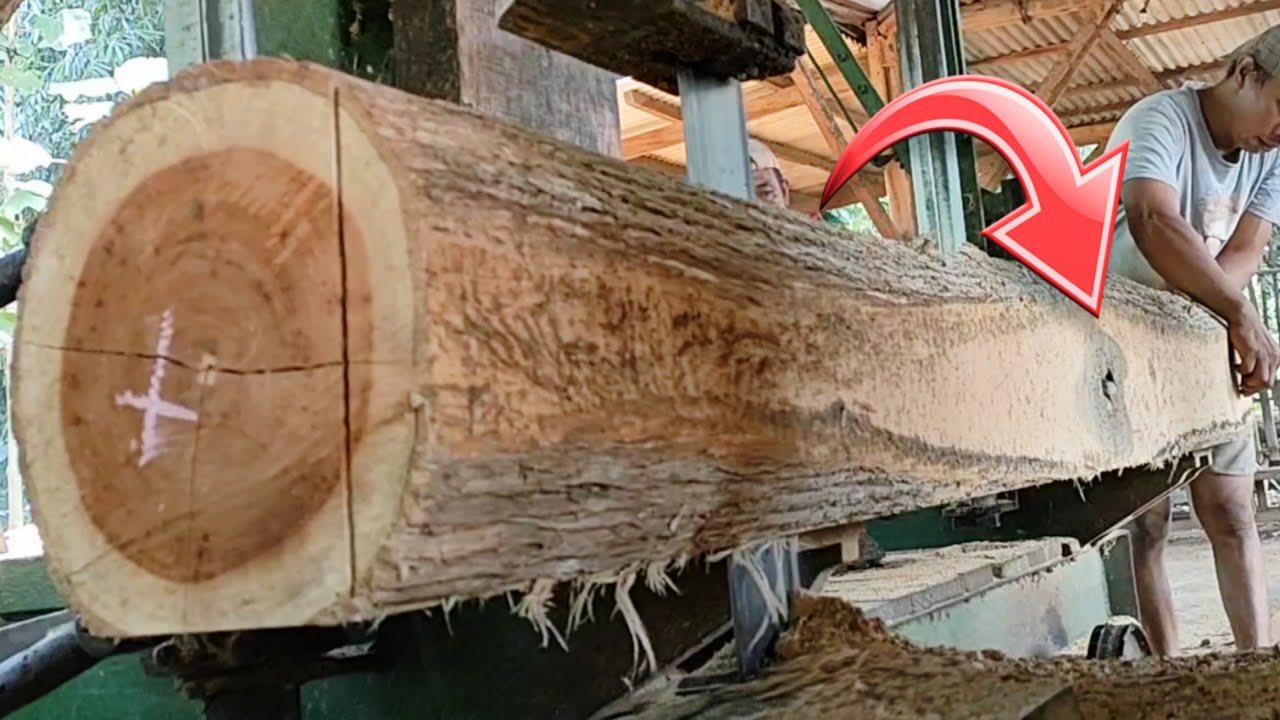 A surprising discovery while sawing a beautiful hollow teak wood at a sawmill. 