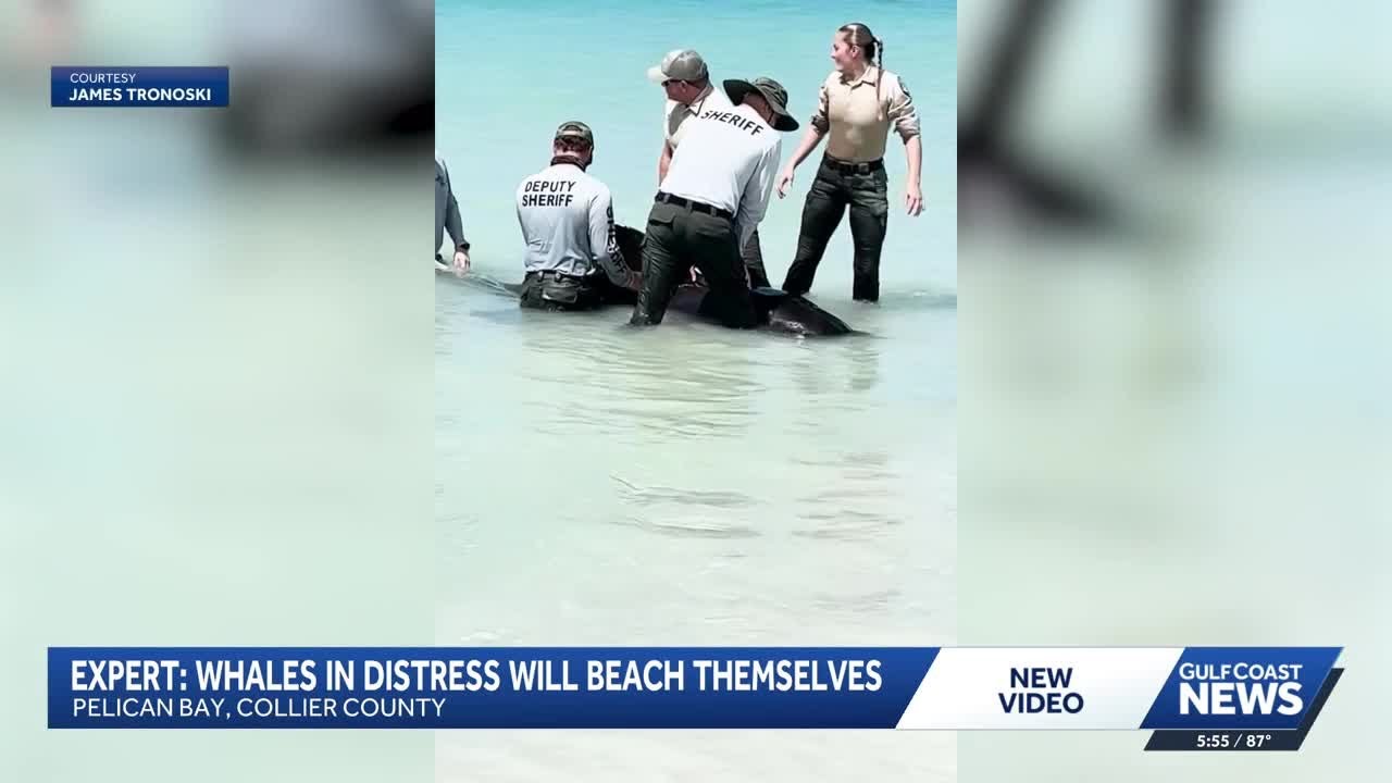 Pilot whale beaching along Pelican Bay prompts questions about strandings