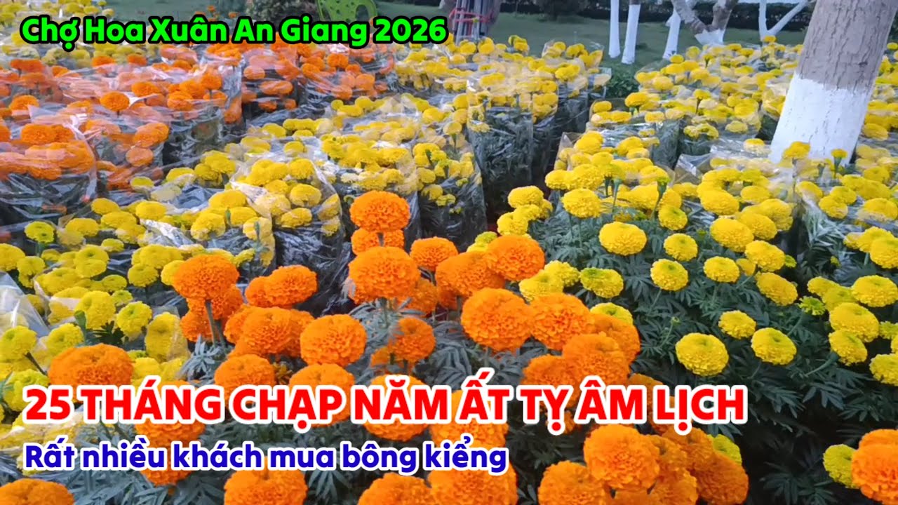 Chợ Hoa Xuân An Giang 2026 | 25 THÁNG CHẠP NĂM ẤT TỴ ÂM LỊCH | KHÁCH MUA HOA KIỂNG TẤP NẬP