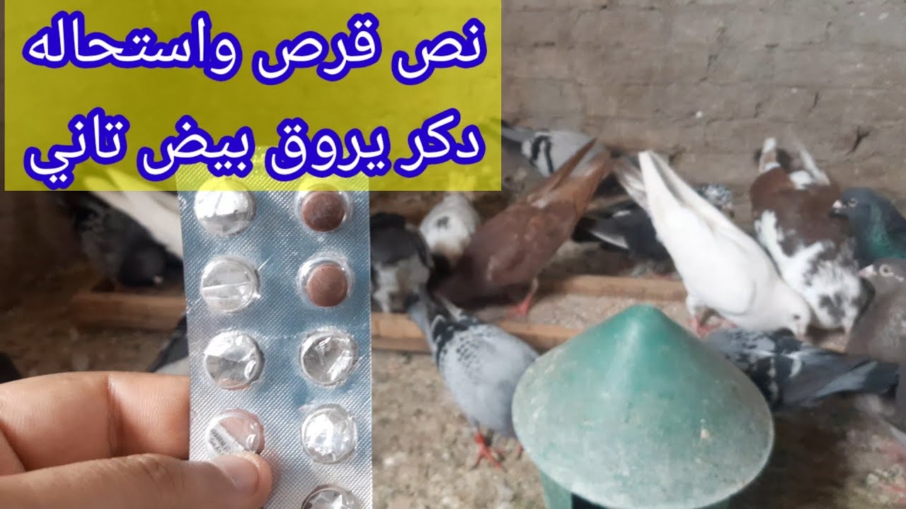 علاج ترويق البيض في الحمام #محفز للزواج في الحمام #زياده تخصيب الحمام#علاج الدكر البارد في الحمام