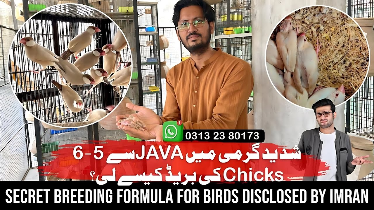 Perfect Breeding Setup for Imran Fawn Java & Doves &ndash; Formula for Success