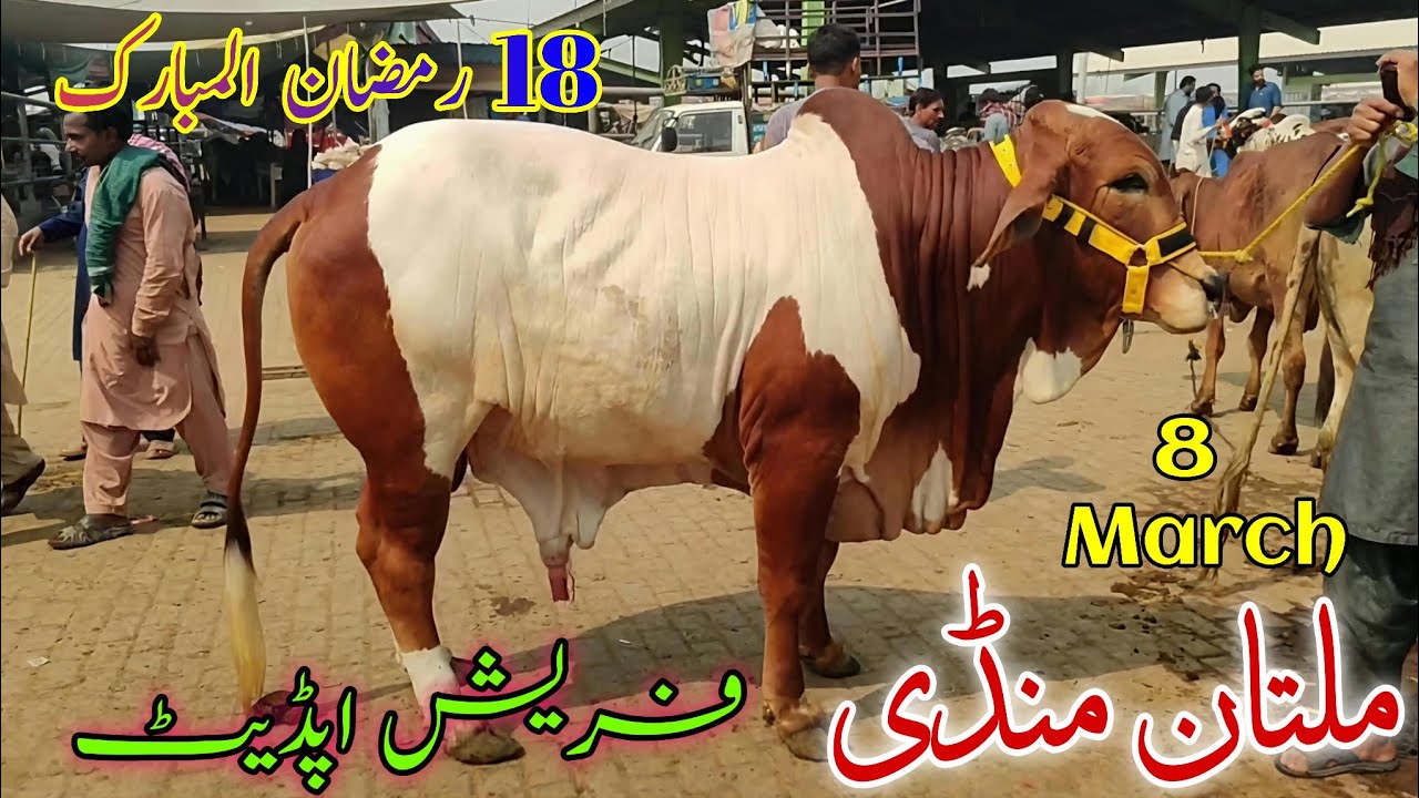 🚨 8 March Latest Update | Multan Cow Mandi Mein Aaj Kaisa Mall Aya? Taaza Rate 🐂🔥 Qurbani 2026