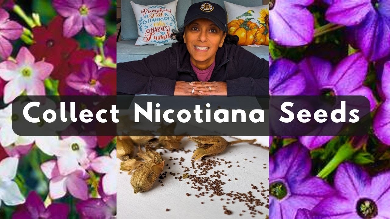 How To Collect Nicotiana Seeds / Save Harvest Flowering Tobacco Seed
