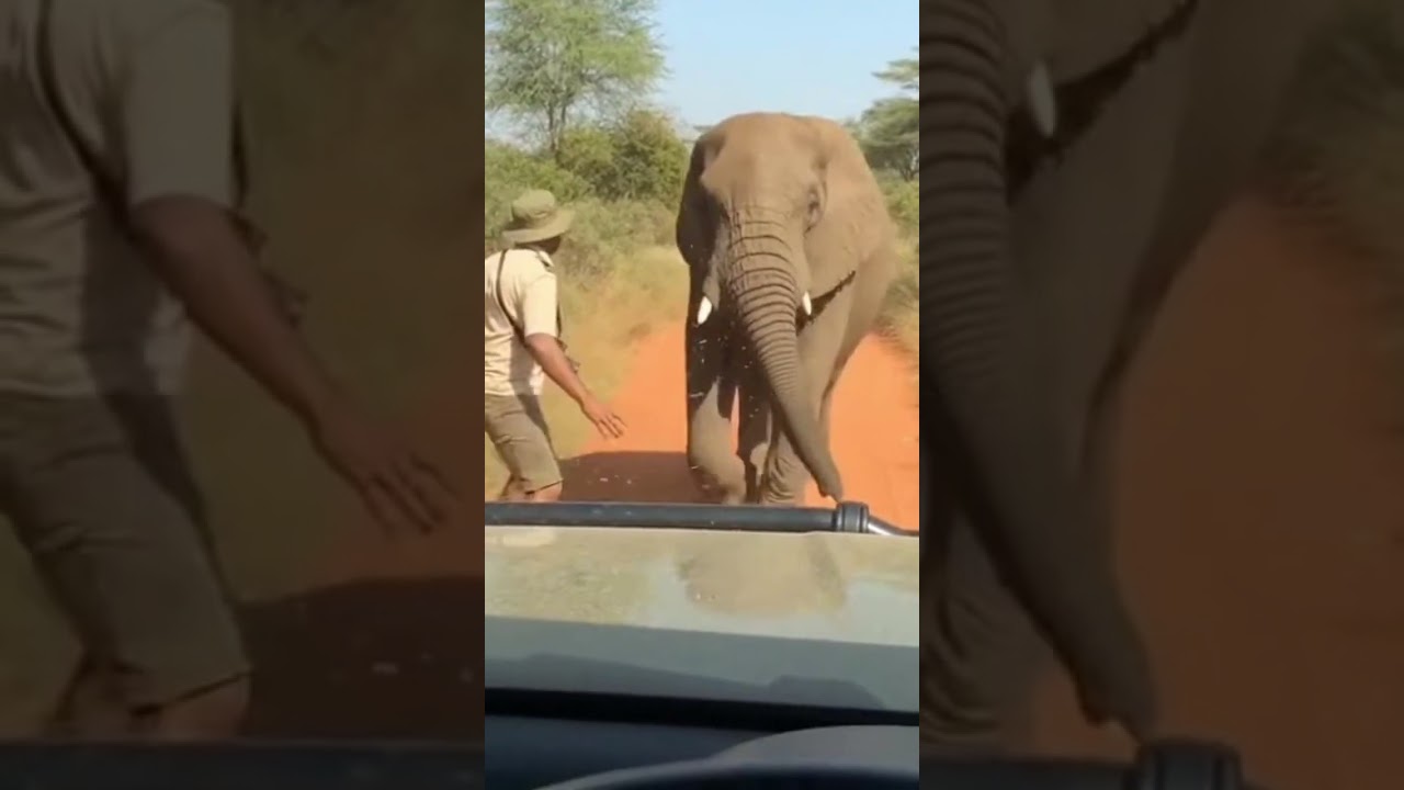Elephant Charges Safari Car 😱 | Real Close Encounter #wildlife #animalattack#viralshort