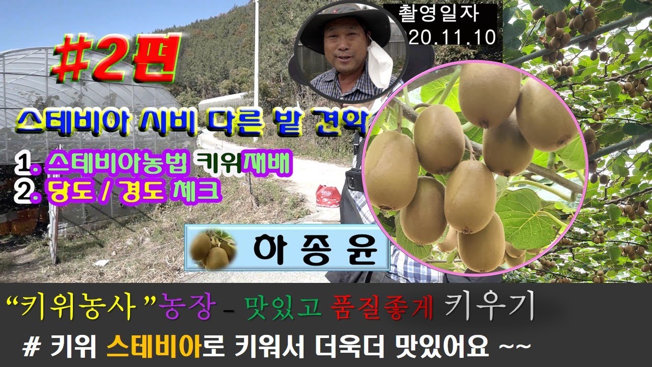 2편 20201103촬영/#2편 / 스테비아농법 키위농가 하종윤농가 방문인터뷰 /#당도 경도 크기 측정