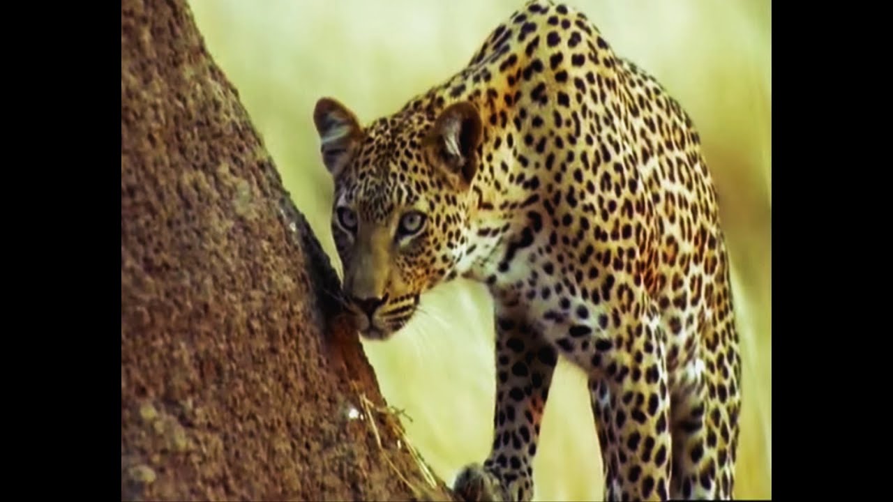 Zimbabwe Safari Guides in Training | Wild & Dangerous | BBC Earth