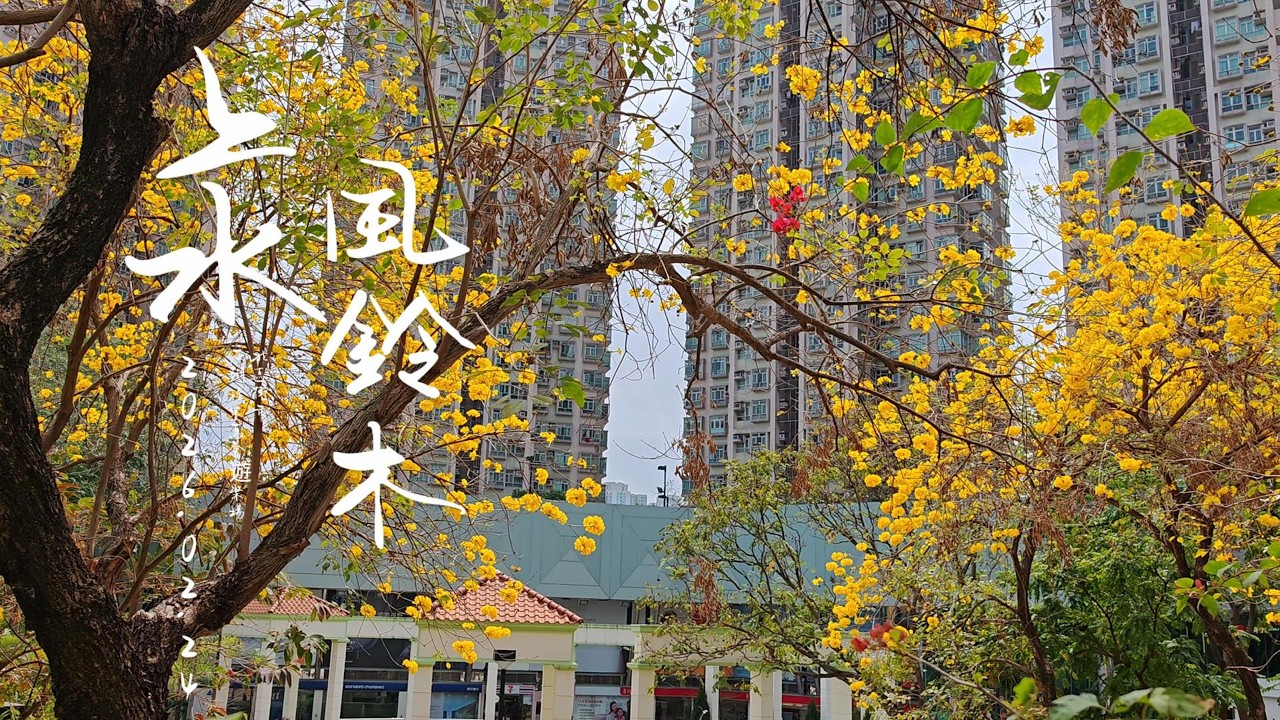 上水黃花風鈴木 也開了 4K