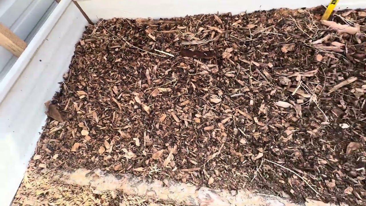 February SLV Mushroom Greenhouse Inoculation Update (Part 3) | Frost Tolerance Check 