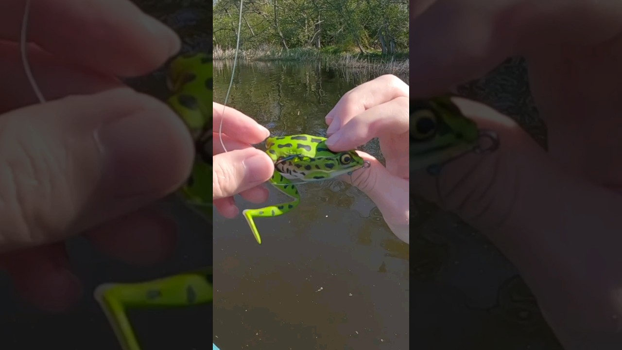 What You're Not Told About Frog Fishing... #bassfishing #fishing #kayakfishing #angler