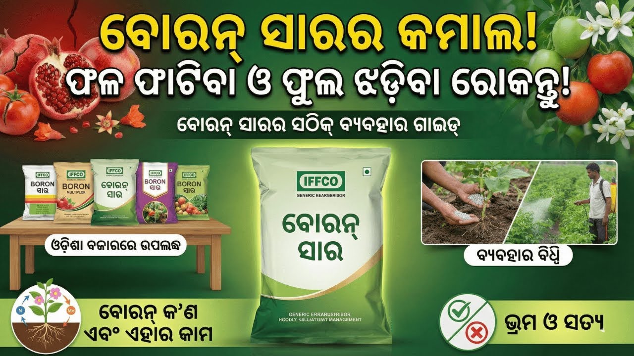 କାହିଁକି ଫାଟେ ଫଳ ଓ ଝଡ଼େ ଫୁଲ? ବୋରନ୍ ସାରର ଗୁରୁତ୍ୱ ଓ ବ୍ୟବହାର ବିଧି | Boron Fertilizer Explained (Odia)