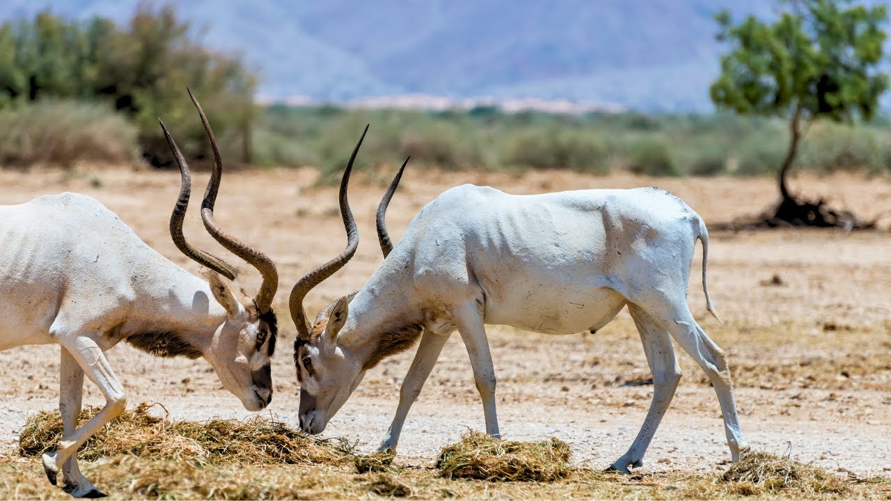 Addax or White Antelope: A Critically Endangered Species of Antelope
