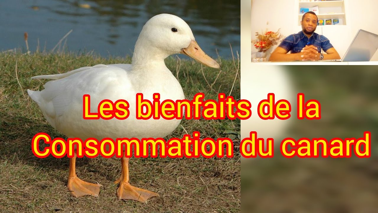 Les apports nutritionnels de la viande de canard 
