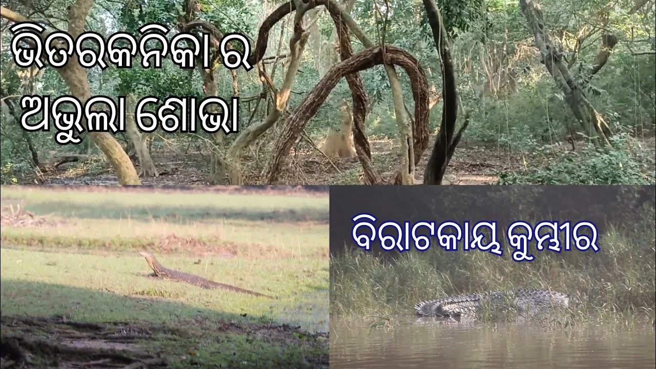 Bhitarkanika Series II : Next Morning After The Night Halt