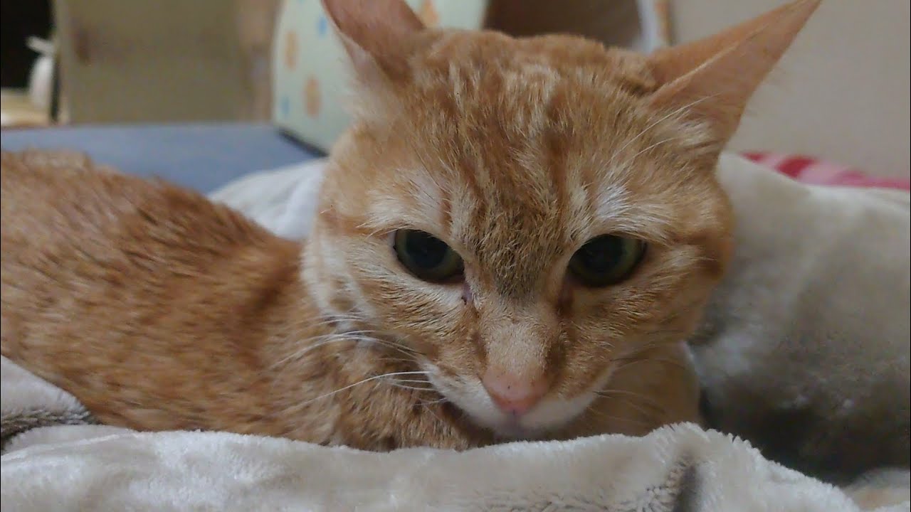 2026/1/22寒すぎる。#cat #cute #cutecat #orangecat #猫 #かわいい #かわいい猫 #茶トラ #癒し #猫のいる暮らし #ねこのいる生活 