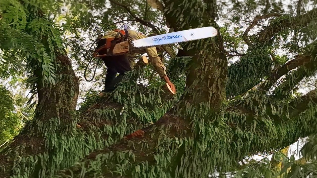 Cưa cây Còng siêu khủng rêu bám đầy cây / Sawing a giant Trembesi tree covered in moss | P67