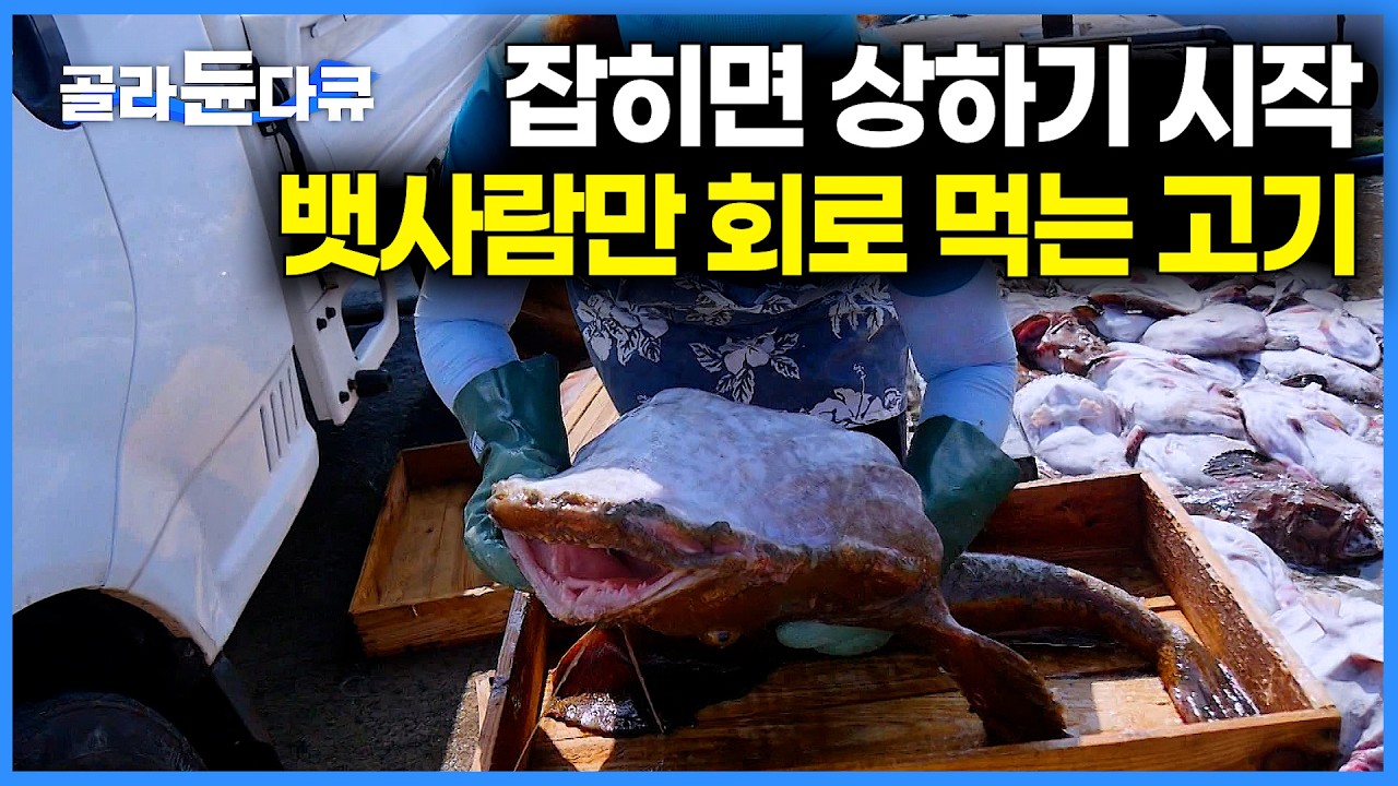 뱃사람들의 특권. 잡자마자 바로 먹는 아귀의 군침도는 담백한 맛｜잡히는 족족 버렸던 고기 이젠 수출효자다. 추워질 때 더 맛있는 고기 잡이아귀잡이｜바닷가 사람들｜#골라듄다큐