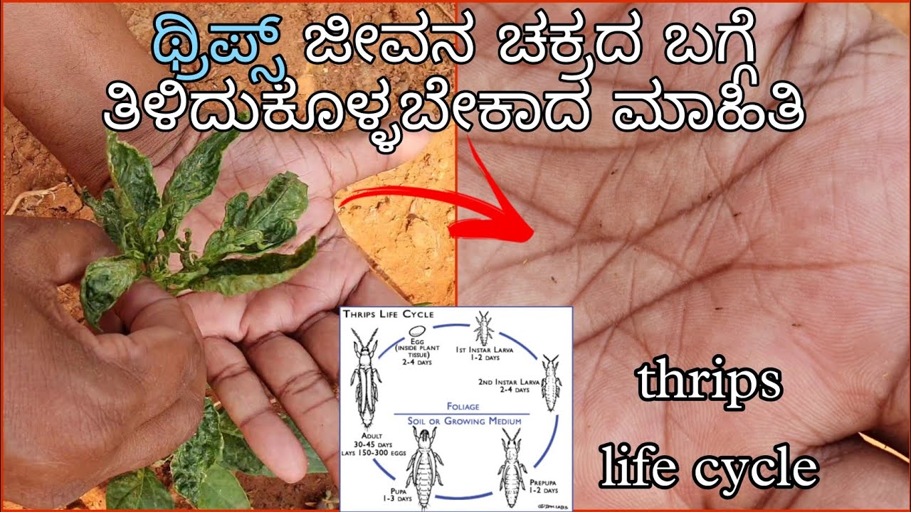 Thrips Life Cycle | All you need to know about thrips | ಥ್ರಿಪ್ಸ್ ಜೀವನ ಚಕ್ರ | ಇಲ್ಲಿದೆ ಸಂಪೂರ್ಣ ಮಾಹಿತಿ