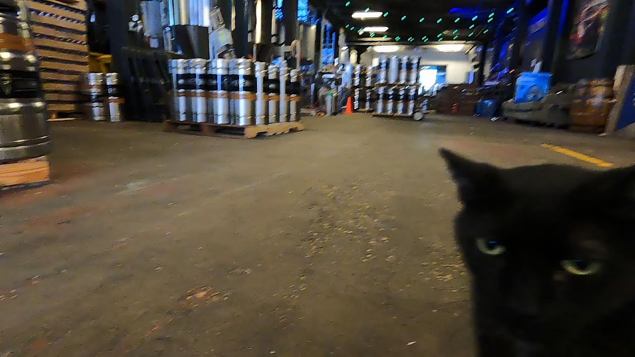 Feline force helps tackle Chicago rat problem