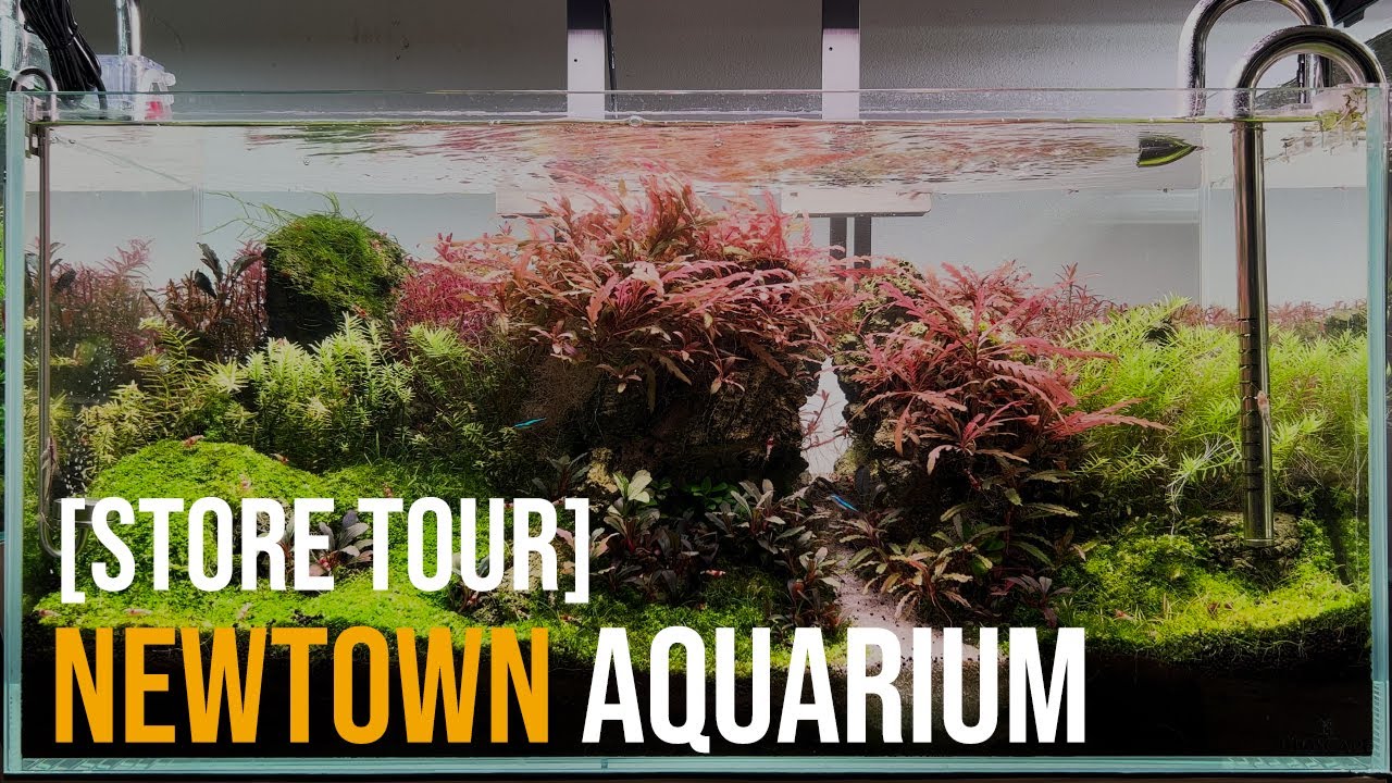 Newtown Aquarium store tour - BEAUTIFUL display tanks !