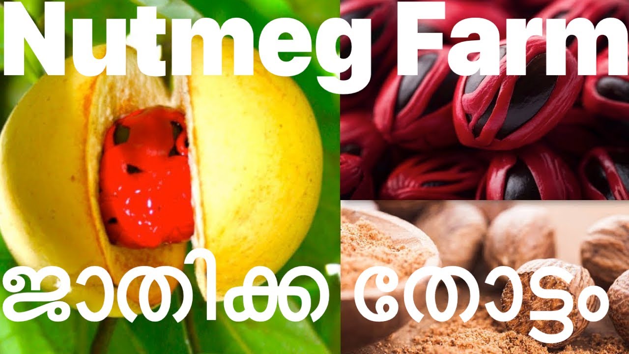 Nutmeg Harvest | Spices | Nutmeg Farm Visit | ജാതിക്ക തോട്ടം |